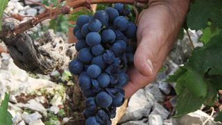 Primošten. Počela berba grožđa od kojeg se pravi svjetski poznato vino Babić. Photo: Duško Jaramaz/PIXSELL Primošten. Počela berba grožđa od kojeg se pravi svjetski poznato vino Babić. Photo: Duško Jaramaz/PIXSELL