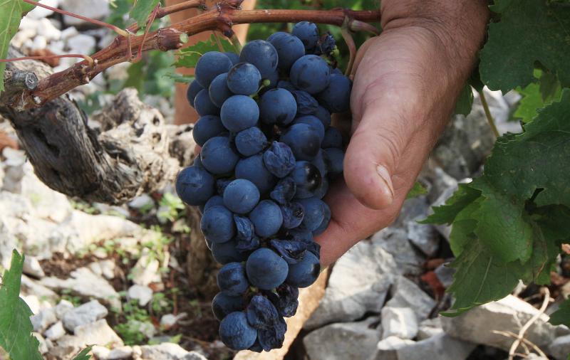 Primošten. Počela berba grožđa od kojeg se pravi svjetski poznato vino Babić. Photo: Duško Jaramaz/PIXSELL Primošten. Počela berba grožđa od kojeg se pravi svjetski poznato vino Babić. Photo: Duško Jaramaz/PIXSELL