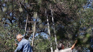 Pag, Lun, 221012.
Berba maslina u lunskom masliniku koji se nalazi kod mjesta Lun na otoku Pagu. Omedjen je suhozidima, prostire se na 400 hektara i sadrzi oko 80.000 stabala maslina. Najveci je maslinik u Hrvatskoj. U Lunskom masliniku rastu brojne jedin Pag, Lun, 221012.
Berba maslina u lunskom masliniku koji se nalazi kod mjesta Lun na otoku Pagu. Omedjen je suhozidima, prostire se na 400 hektara i sadrzi oko 80.000 stabala maslina. Najveci je maslinik u Hrvatskoj. U Lunskom masliniku rastu brojne jedin