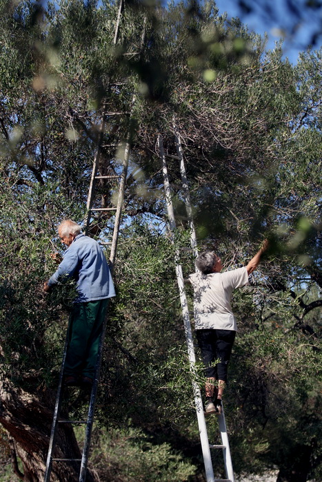 Pag, Lun, 221012.
Berba maslina u lunskom masliniku koji se nalazi kod mjesta Lun na otoku Pagu. Omedjen je suhozidima, prostire se na 400 hektara i sadrzi oko 80.000 stabala maslina. Najveci je maslinik u Hrvatskoj. U Lunskom masliniku rastu brojne jedin Pag, Lun, 221012.
Berba maslina u lunskom masliniku koji se nalazi kod mjesta Lun na otoku Pagu. Omedjen je suhozidima, prostire se na 400 hektara i sadrzi oko 80.000 stabala maslina. Najveci je maslinik u Hrvatskoj. U Lunskom masliniku rastu brojne jedin