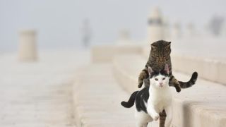 Zadar već treći dan okovan gustom maglom. Foto: Dino Stanin/Pixsell