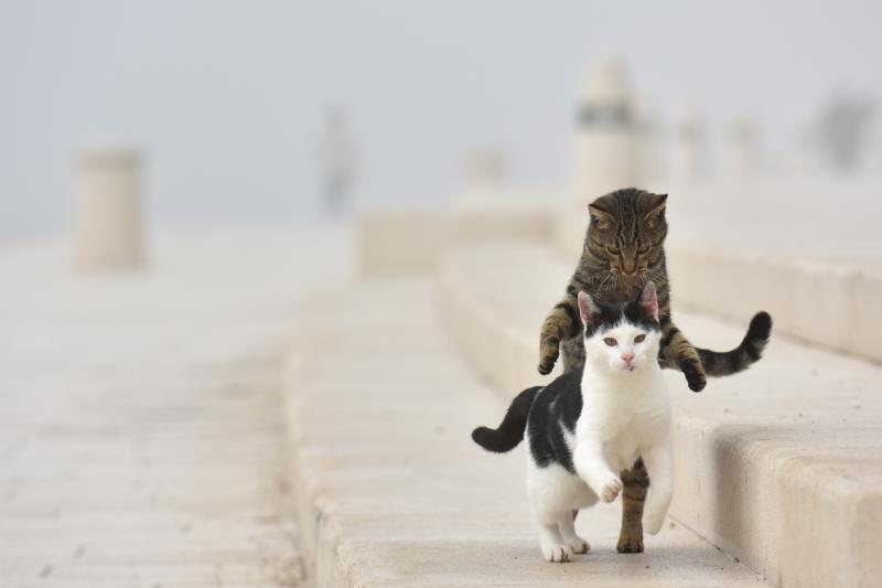 Zadar već treći dan okovan gustom maglom. Foto: Dino Stanin/Pixsell