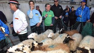 Poznata zadarska skupina Bleke i Konji na karnevalskoj povorci pojavila se sa stadom ovaca koje su doveli na sredisnji gradski trg. Clanovi skupine bili su obuceni u majice hrvatskih politickih stranaka koje su medjusobno izmjenjivali uz domoljubne pjesme