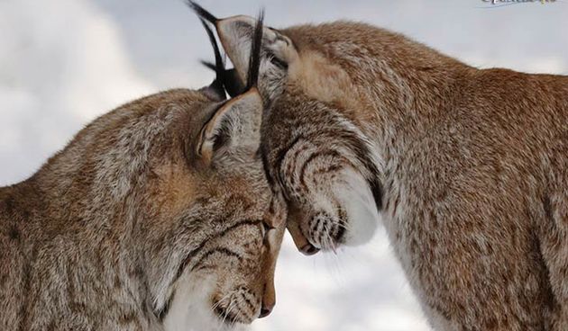 Ris, divlja mačka, foto: opusteno.rs