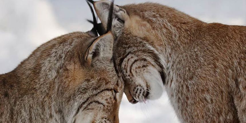 Ris, divlja mačka, foto: opusteno.rs Ris, divlja mačka, foto: opusteno.rs