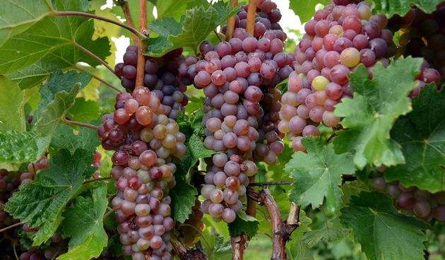 berba grožđa grožđe grozde