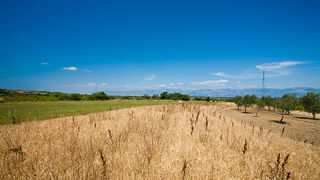 Zlatno žito Dalmacije, slama, foto: Leo Banić