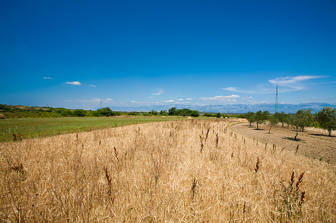 Zlatno žito Dalmacije, slama, foto: Leo Banić
