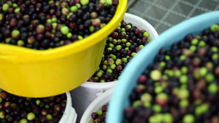 Zadar, 051112.
Uljare na zadarskom podrucju ubrzano preradjuju masline u ulje, ali prvi podaci govore da je ove godine randman izuzetno slab zbog velike suse u Dalmaciji. Detalj iz Uljare Zadar na Novom Bokanjcu u Zadru.
Foto: Jure Miskovic / CROPIX Zadar, 051112.
Uljare na zadarskom podrucju ubrzano preradjuju masline u ulje, ali prvi podaci govore da je ove godine randman izuzetno slab zbog velike suse u Dalmaciji. Detalj iz Uljare Zadar na Novom Bokanjcu u Zadru.
Foto: Jure Miskovic / CROPIX