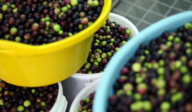 Zadar, 051112.
Uljare na zadarskom podrucju ubrzano preradjuju masline u ulje, ali prvi podaci govore da je ove godine randman izuzetno slab zbog velike suse u Dalmaciji. Detalj iz Uljare Zadar na Novom Bokanjcu u Zadru.
Foto: Jure Miskovic / CROPIX