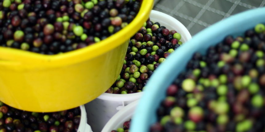 Zadar, 051112.
Uljare na zadarskom podrucju ubrzano preradjuju masline u ulje, ali prvi podaci govore da je ove godine randman izuzetno slab zbog velike suse u Dalmaciji. Detalj iz Uljare Zadar na Novom Bokanjcu u Zadru.
Foto: Jure Miskovic / CROPIX