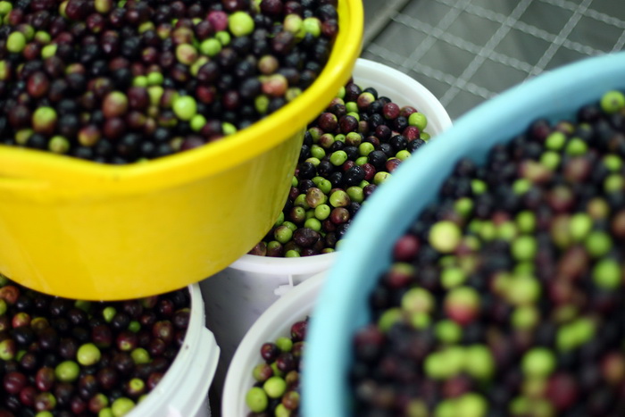 Zadar, 051112.
Uljare na zadarskom podrucju ubrzano preradjuju masline u ulje, ali prvi podaci govore da je ove godine randman izuzetno slab zbog velike suse u Dalmaciji. Detalj iz Uljare Zadar na Novom Bokanjcu u Zadru.
Foto: Jure Miskovic / CROPIX Zadar, 051112.
Uljare na zadarskom podrucju ubrzano preradjuju masline u ulje, ali prvi podaci govore da je ove godine randman izuzetno slab zbog velike suse u Dalmaciji. Detalj iz Uljare Zadar na Novom Bokanjcu u Zadru.
Foto: Jure Miskovic / CROPIX