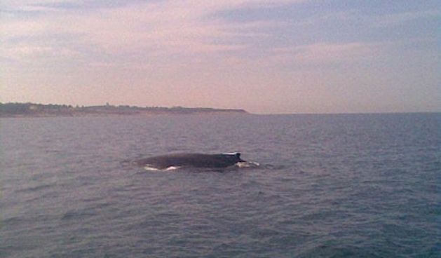 Kit u jadranu(Foto: Diego Makovac / CROPIX )