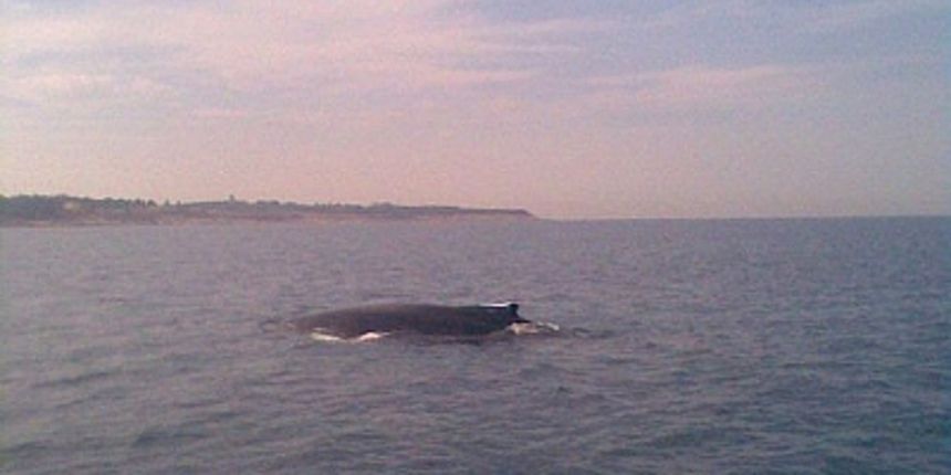 Kit u jadranu(Foto: Diego Makovac / CROPIX ) Kit u jadranu(Foto: Diego Makovac / CROPIX )