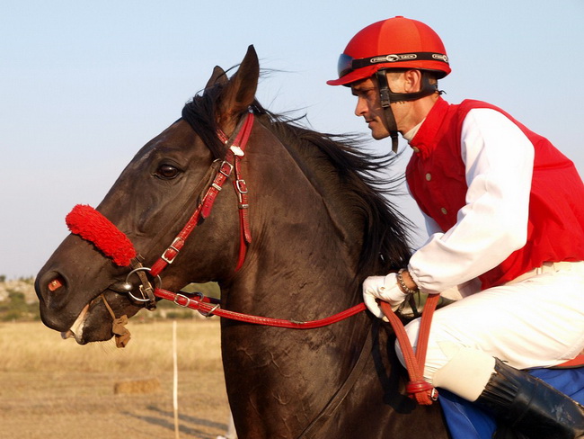 Polaca, utrke konja Oluja 95 Polaca, utrke konja Oluja 95