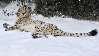 Zagreb, 100212. 
Osim sto je zabijelio grad, snijeg je prekrio i nastambe zivotinja u Zooloskom vrtu. Neke su dobro prihvatile hladnije uvjete, dok su se druge skrivale u svojim zidanim nastambama.
Na slici: gepard
Foto: Boris Kovacev / CROPIX