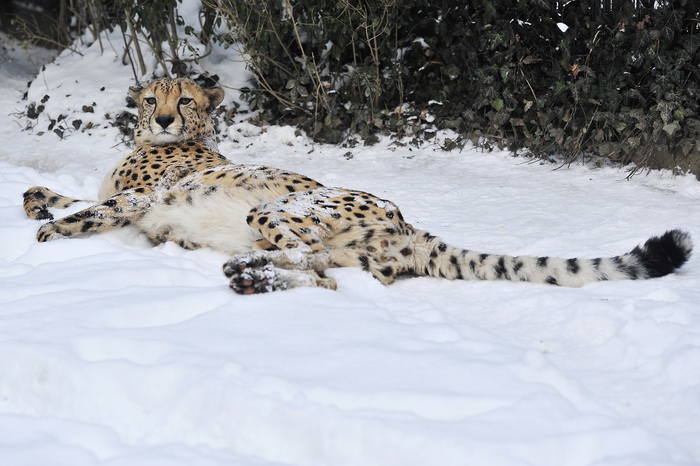 Zagreb, 100212. 
Osim sto je zabijelio grad, snijeg je prekrio i nastambe zivotinja u Zooloskom vrtu. Neke su dobro prihvatile hladnije uvjete, dok su se druge skrivale u svojim zidanim nastambama.
Na slici: gepard
Foto: Boris Kovacev / CROPIX