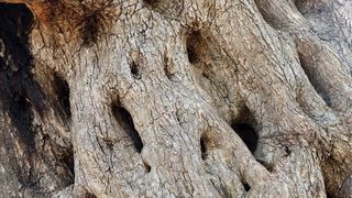 Lun: u posjeti tisućljetnom masliniku, Foto: Luka Stanzl/PIXSELL Lun: u posjeti tisućljetnom masliniku, Foto: Luka Stanzl/PIXSELL