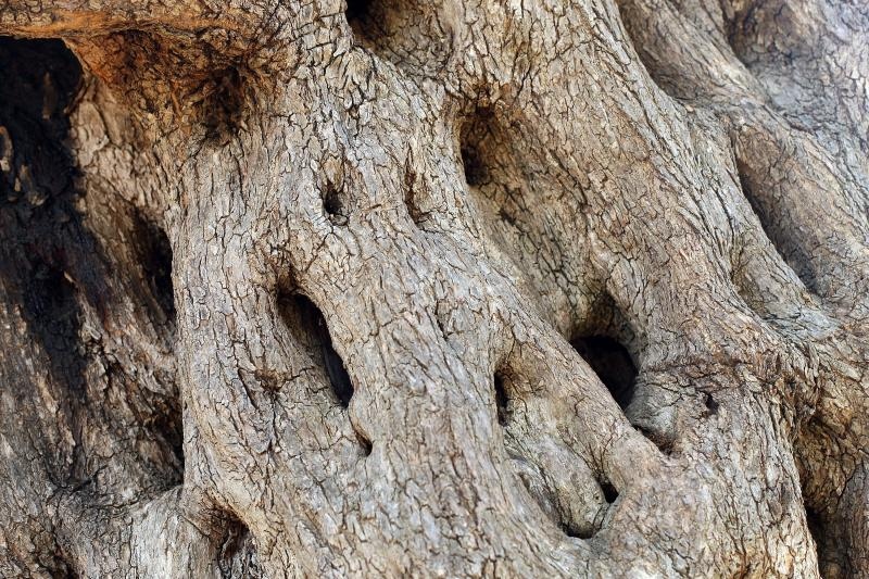 Lun: u posjeti tisućljetnom masliniku, Foto: Luka Stanzl/PIXSELL Lun: u posjeti tisućljetnom masliniku, Foto: Luka Stanzl/PIXSELL