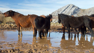 Divlji konji, foto: Leo Banić