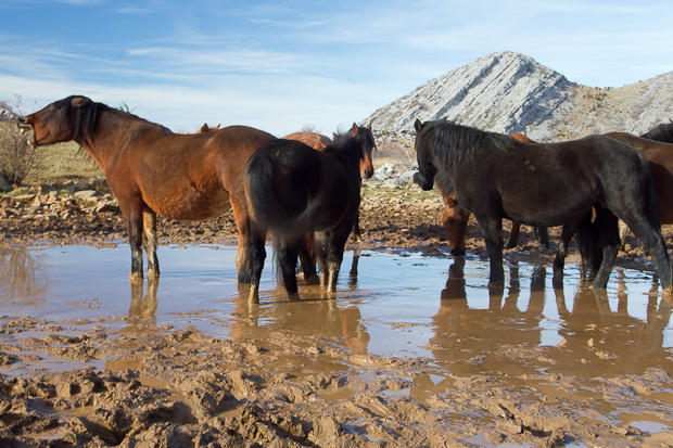 Divlji konji, foto: Leo Banić
