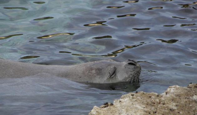 Na poznatom pulskom šetalistu Lungo mare tik uz obalu sredozemna medvjedica uživala je u jutarnjem igranju i drijemanju.  Photo: Duško Marušić/PIXSELL