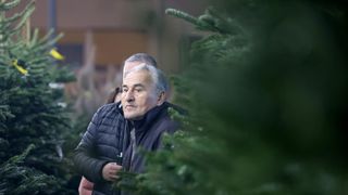 Prodaja božićnih jelki u Zadru Prodaja božićnih jelki u Zadru
