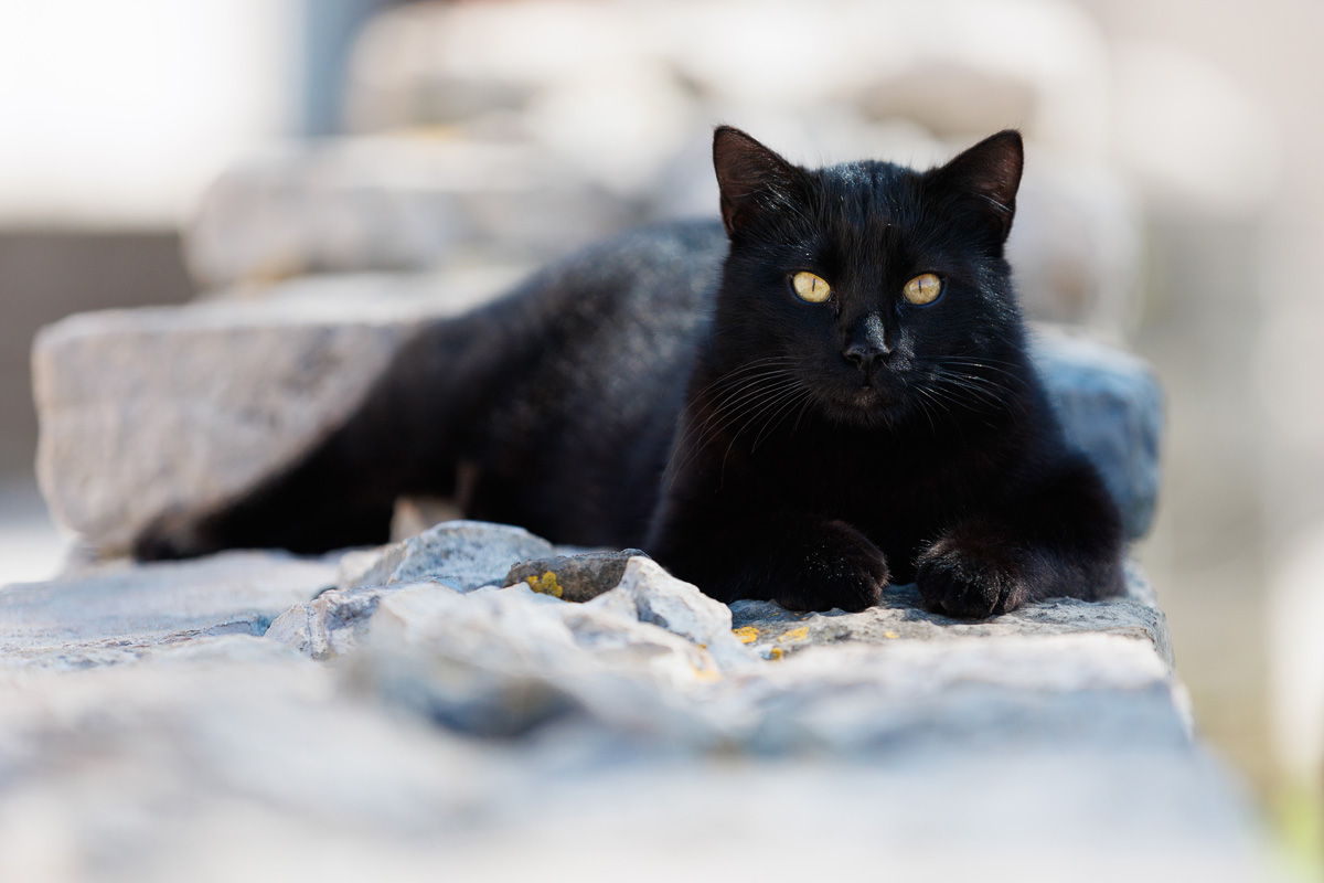 Đir po gradu, 25. ožujka 2025.