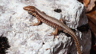 Veliko Rujno – Buljma – Struge