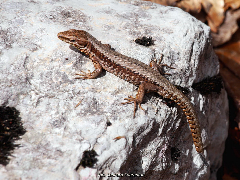 Veliko Rujno – Buljma – Struge