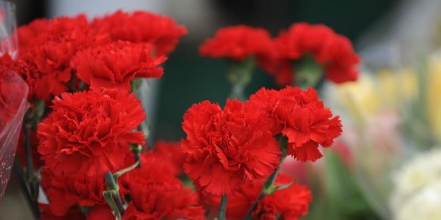 Crveni karanfili Crveni karanfili