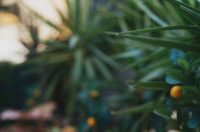 Festa italiana A’mare Festa italiana A’mare