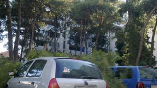 Sruseni bor u ulici Ante Starcevica