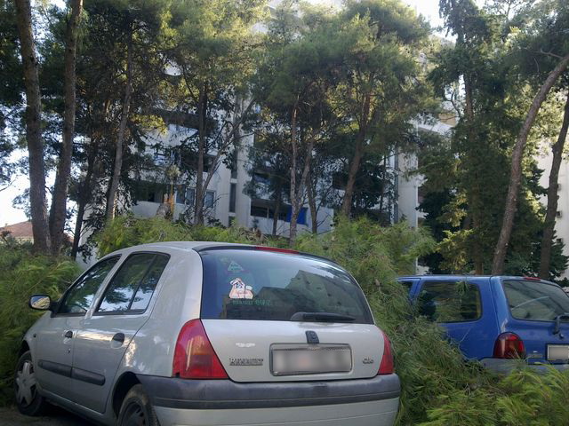 Sruseni bor u ulici Ante Starcevica