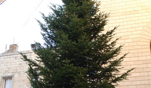 Zadar, 031209.
Narodni trg.
Djelatnici zadarske tvrtke Nasadi postavljaju bozicnu jelku koja je nesto manja nego prijasnjih godina.
Foto: Andrija Lucic / CROPIX