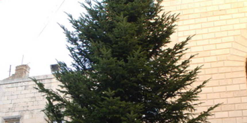 Zadar, 031209.
Narodni trg.
Djelatnici zadarske tvrtke Nasadi postavljaju bozicnu jelku koja je nesto manja nego prijasnjih godina.
Foto: Andrija Lucic / CROPIX