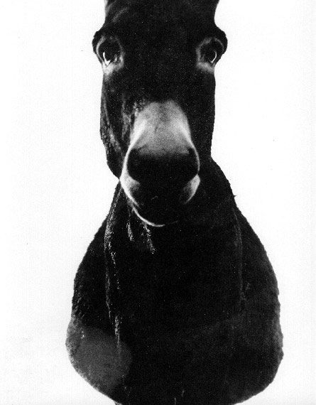 Braća Brkan: Slike sna i svjetlosti Braća Brkan: Slike sna i svjetlosti