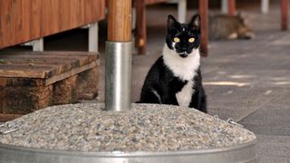 Mačja špica na zadarskoj pijaci