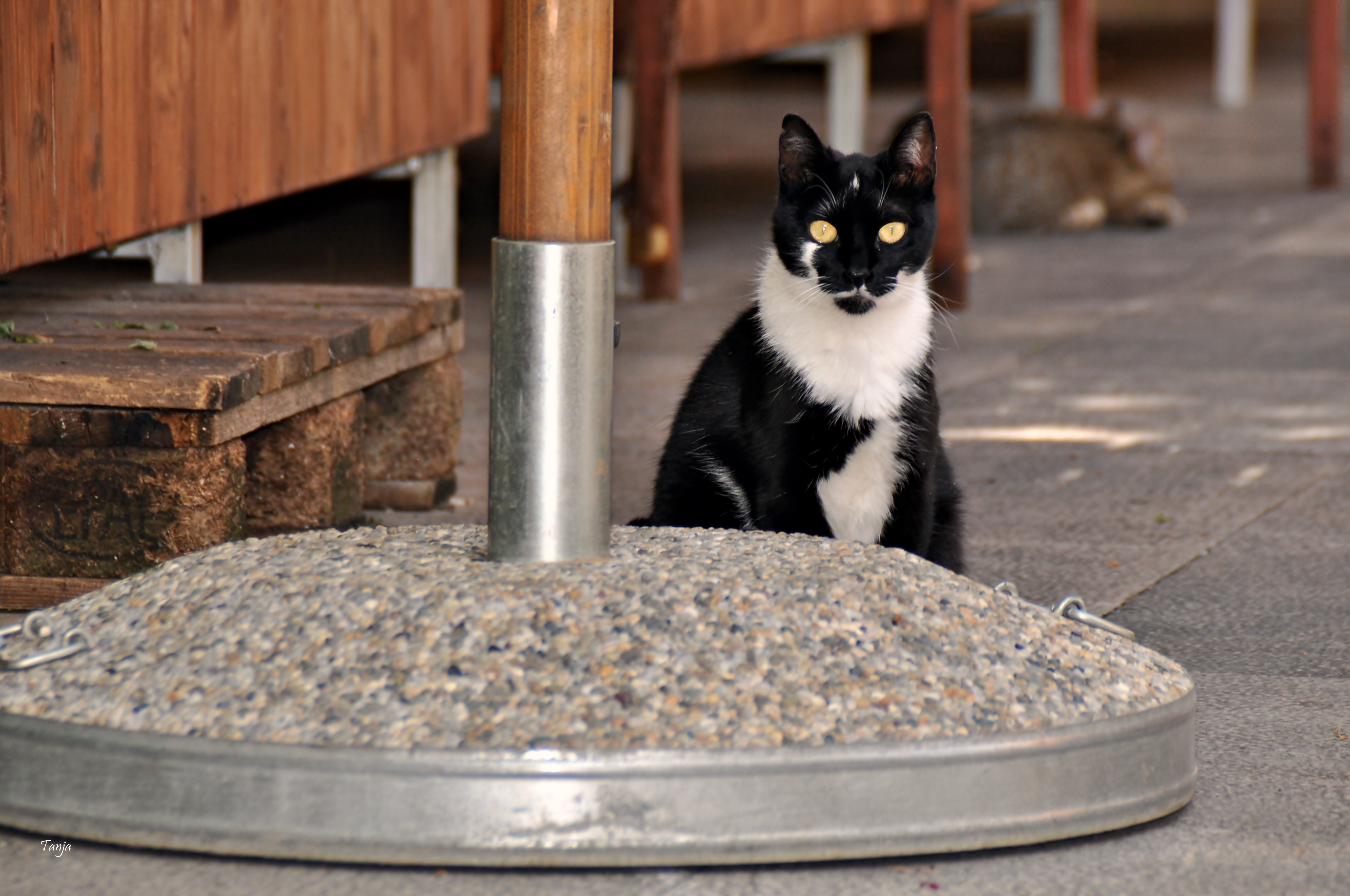 Mačja špica na zadarskoj pijaci