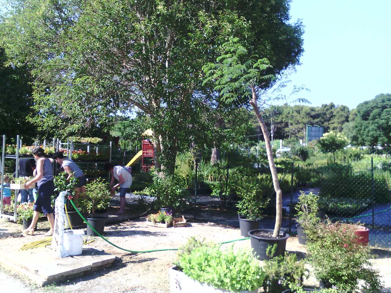 Danas, kako je tvrtka Nasadi d.o.o. i najavila, u rasadniku Cerodol na Žmirićima od 09:00 do 11:00 sati građanima su se dijelile sadnice sezonskog cvijeća. Danas, kako je tvrtka Nasadi d.o.o. i najavila, u rasadniku Cerodol na Žmirićima od 09:00 do 11:00 sati građanima su se dijelile sadnice sezonskog cvijeća.