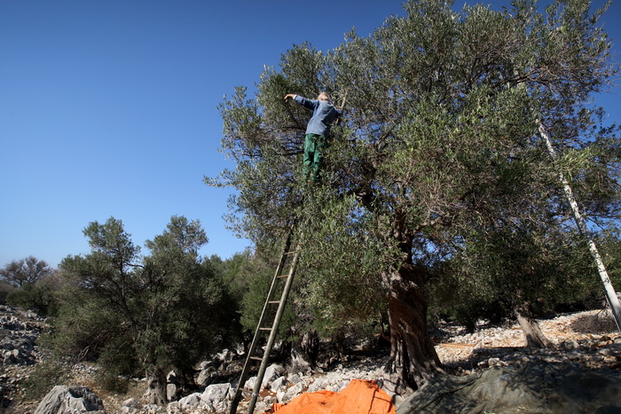 Pag, Lun, 221012.
Berba maslina u lunskom masliniku koji se nalazi kod mjesta Lun na otoku Pagu. Omedjen je suhozidima, prostire se na 400 hektara i sadrzi oko 80.000 stabala maslina. Najveci je maslinik u Hrvatskoj. U Lunskom masliniku rastu brojne jedin Pag, Lun, 221012.
Berba maslina u lunskom masliniku koji se nalazi kod mjesta Lun na otoku Pagu. Omedjen je suhozidima, prostire se na 400 hektara i sadrzi oko 80.000 stabala maslina. Najveci je maslinik u Hrvatskoj. U Lunskom masliniku rastu brojne jedin