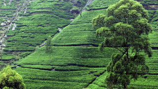 Sri Lanka, foto: S. Miocic