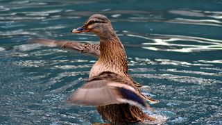 Đir 17. prosinca – uvala Maestral, Foto: Iva Perinčić