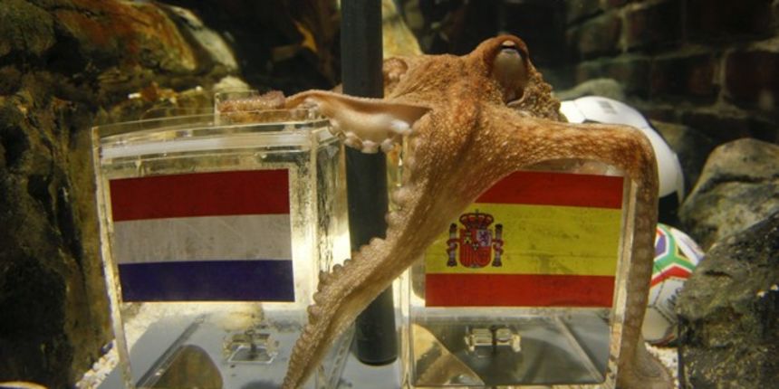 Hobotnica Paul, Foto: Reuters Hobotnica Paul, Foto: Reuters