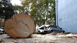 Zadar: Jak vjetar srušio stablo na parkirane automobile
