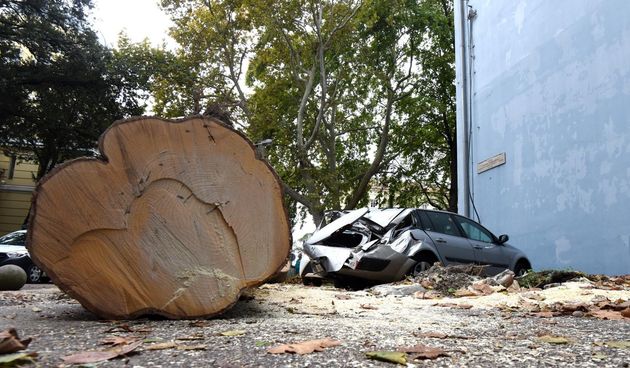 Zadar: Jak vjetar srušio stablo na parkirane automobile