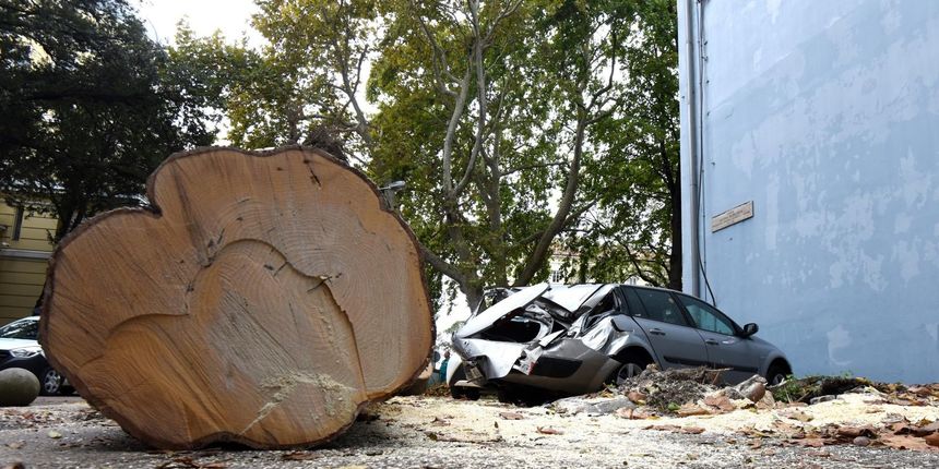 Zadar: Jak vjetar srušio stablo na parkirane automobile Zadar: Jak vjetar srušio stablo na parkirane automobile