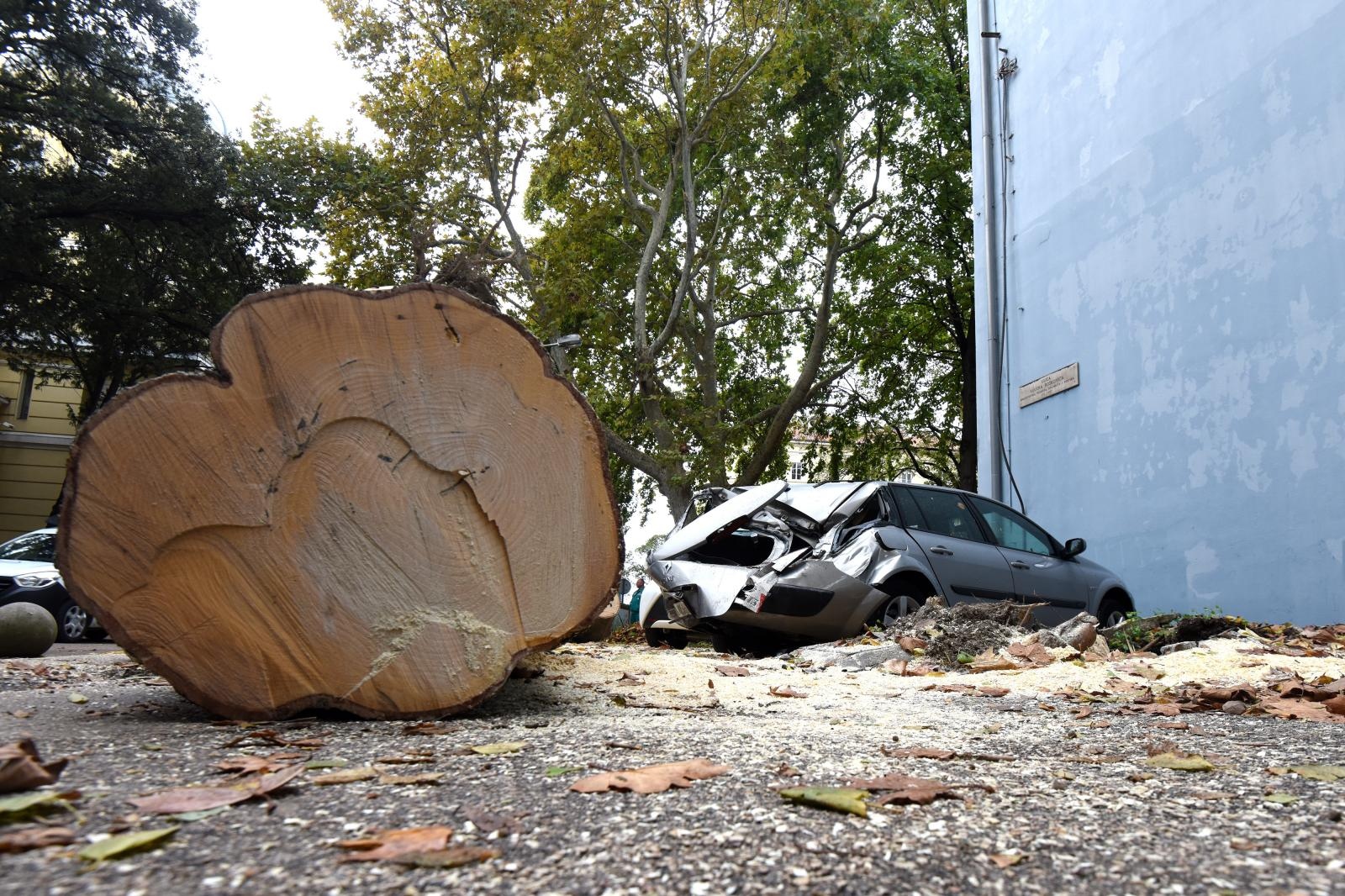 Zadar: Jak vjetar srušio stablo na parkirane automobile