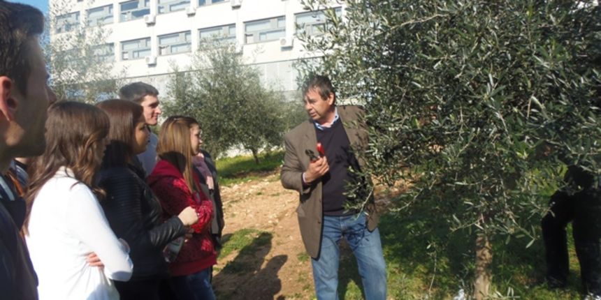 Rezidba malina, foto:Promo