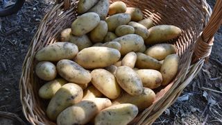 Zadarski beskucnici angazirani su na sadnji krumpira koji cini dio ponude pucke kuhinje u kojoj se i sami hrane. Photo: Dino Stanin/PIXSELL Zadarski beskucnici angazirani su na sadnji krumpira koji cini dio ponude pucke kuhinje u kojoj se i sami hrane. Photo: Dino Stanin/PIXSELL